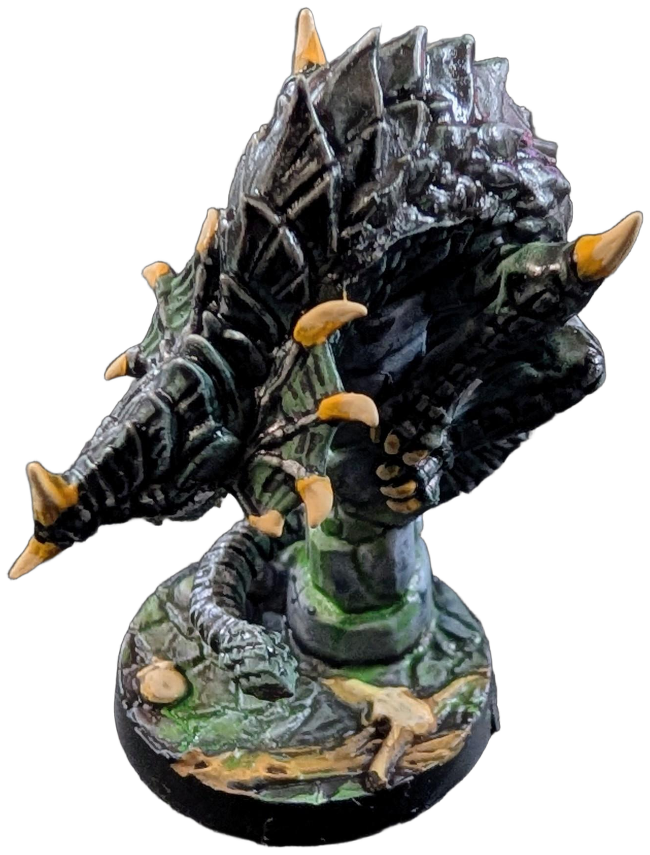 Black Drake